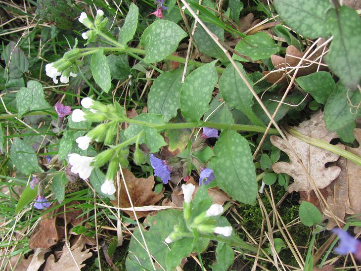 Pulmonaria bianca?